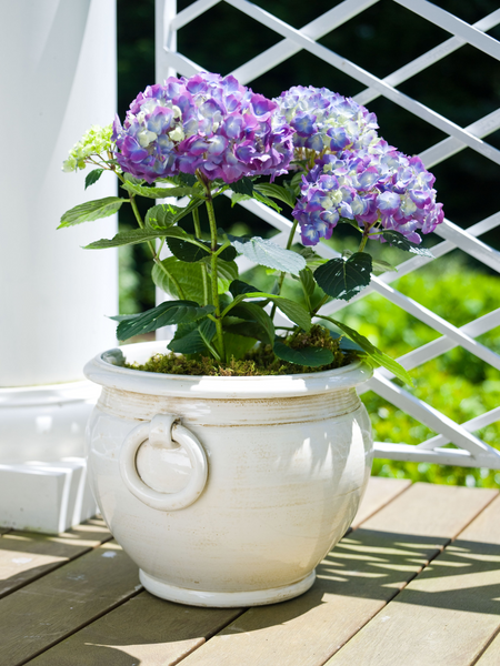 Bianco - Planter with rings